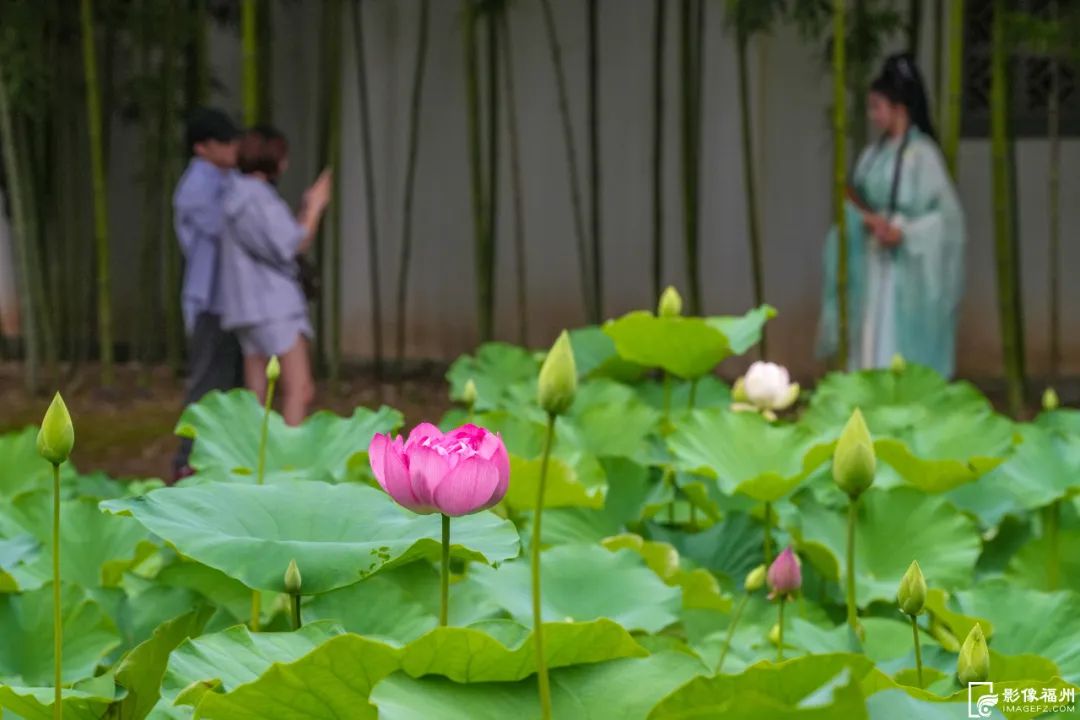 六月，福州公园赏花地图请收好！