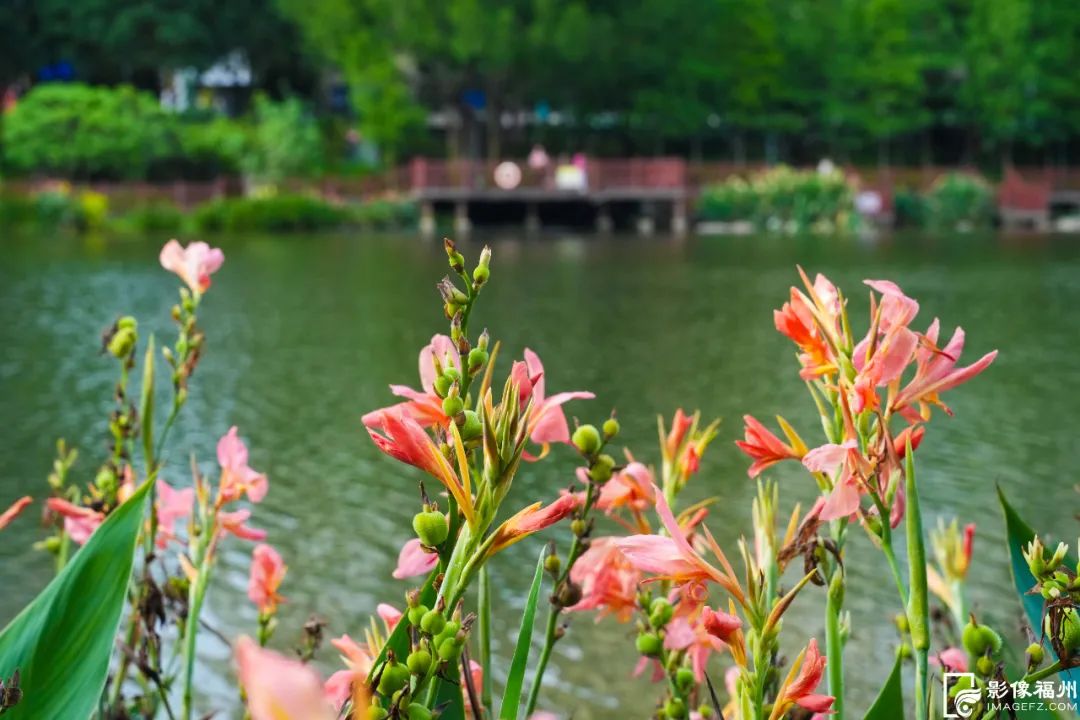 六月，福州公园赏花地图请收好！