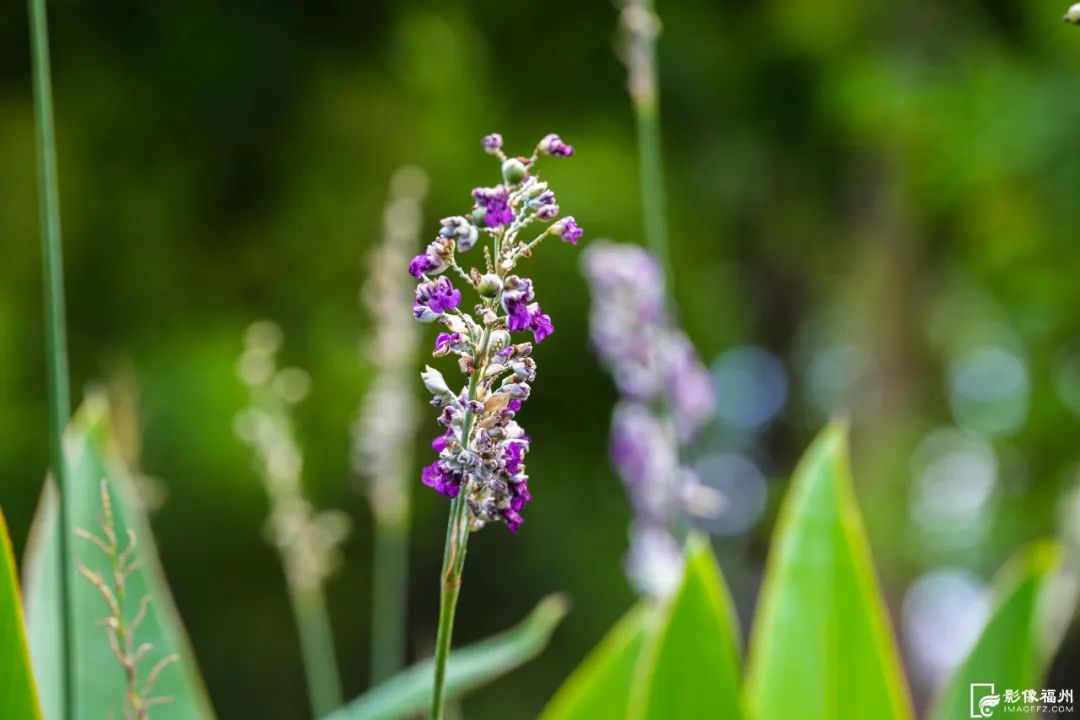 六月，福州公园赏花地图请收好！