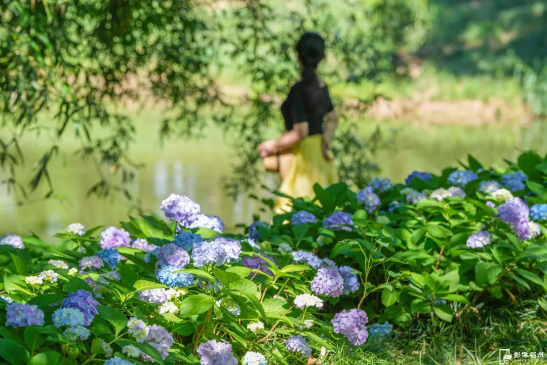 六月，福州公园赏花地图请收好！