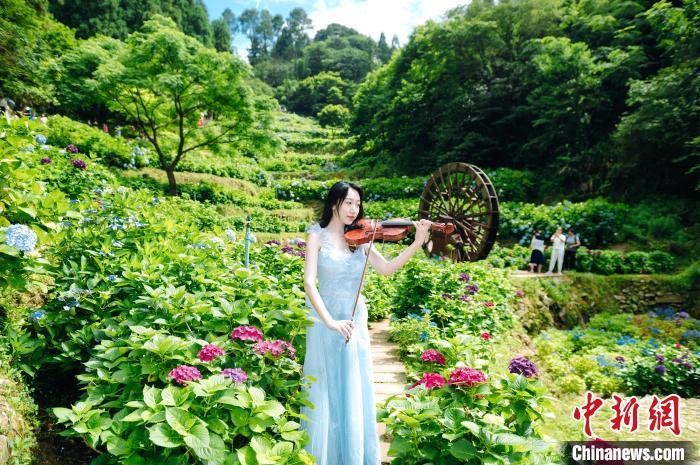 图为演员在绣球花丛中演奏。陈杭 摄