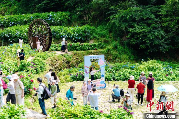 图为游客在福州鼓岭赏花。 陈杭 摄