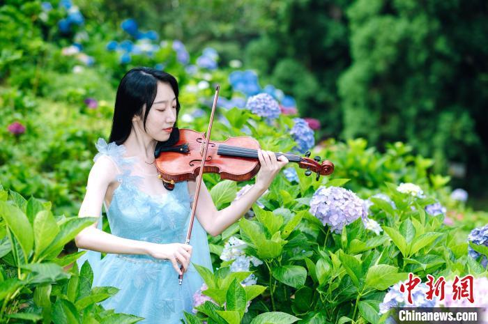 图为演员在绣球花丛中演奏。陈杭 摄