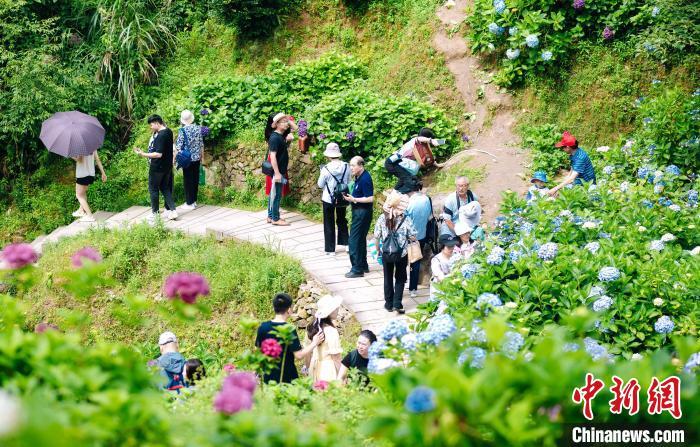 图为游客在福州鼓岭赏花。 陈杭 摄