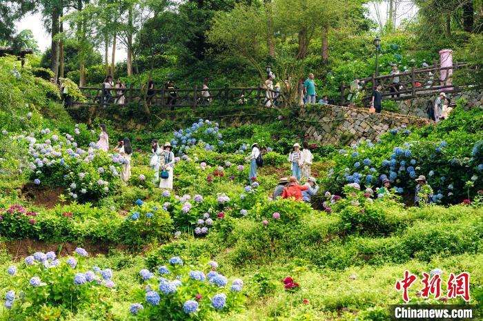 图为游客在福州鼓岭赏花。 陈杭 摄