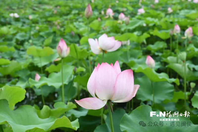 闽侯鸿尾溪源村50亩荷花盛开