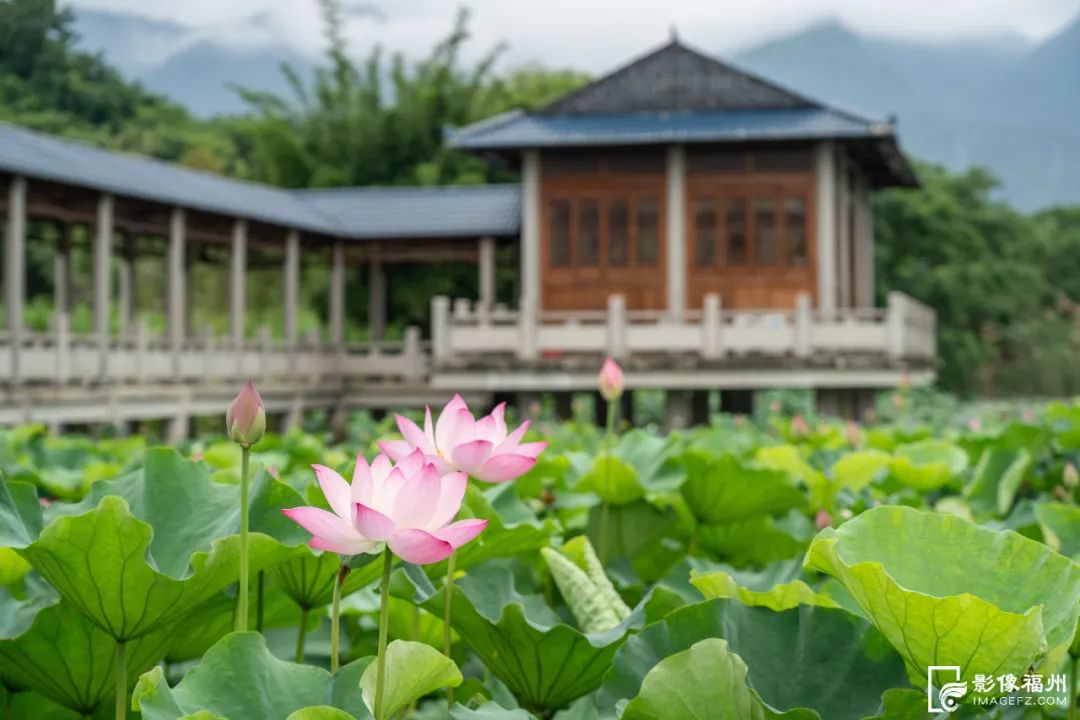 福州赏荷，去哪里？