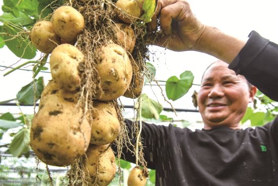 周宁县七步镇后洋村,猕猴桃园树下套种的马铃薯迎来成熟采收。张桂汉 摄 周宁县七步镇后洋村,猕猴桃园树下套种的马铃薯迎来成熟采收。张桂汉 摄