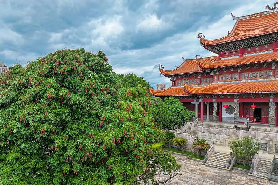 夏日限定!福州千年古刹荔枝红了! 夏日限定!福州千年古刹荔枝红了!