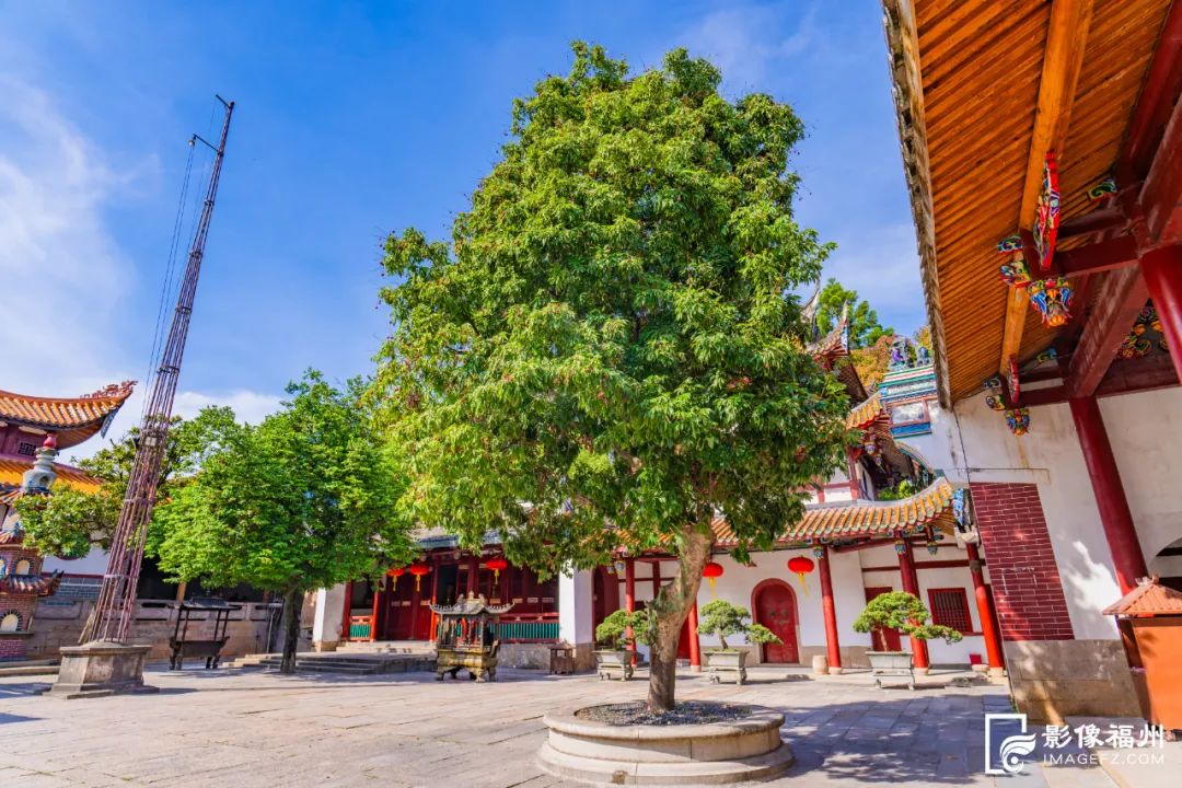夏日限定!福州千年古刹荔枝红了! 夏日限定!福州千年古刹荔枝红了!