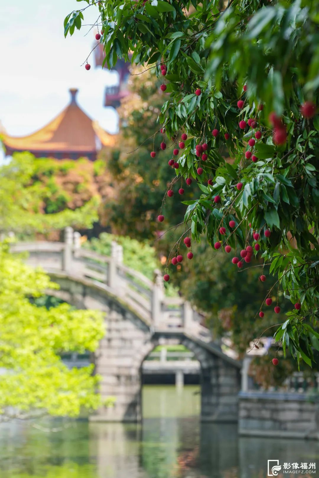夏日限定!福州千年古刹荔枝红了! 夏日限定!福州千年古刹荔枝红了!