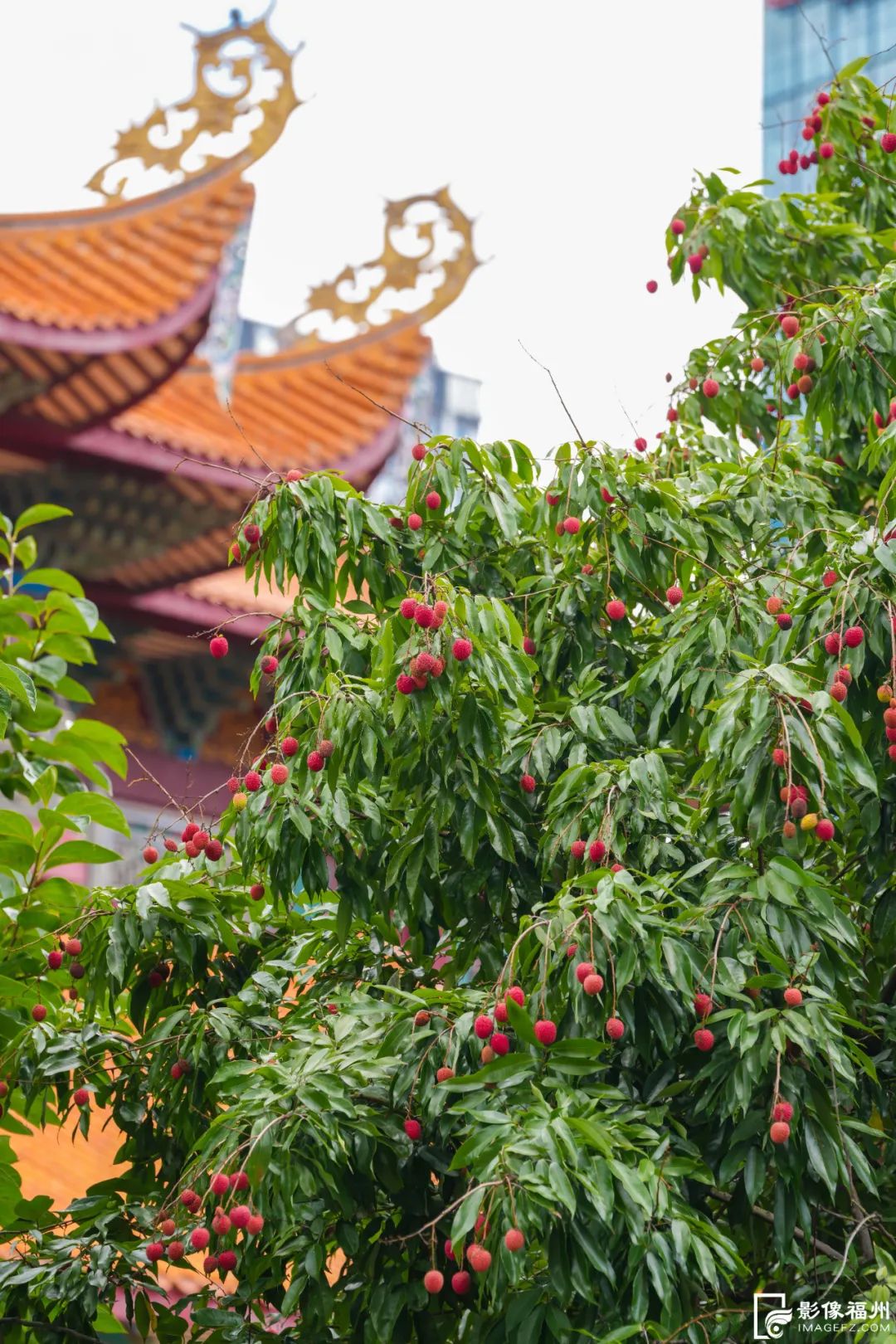 夏日限定!福州千年古刹荔枝红了! 夏日限定!福州千年古刹荔枝红了!