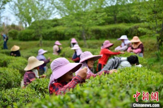3月26日，2024福州春茶开采节暨春伦“开春采”文化周活动在福建省福州市晋安区宦溪镇的春伦生态茶园启动，采茶人正采摘春茶。　中新社记者 吕明 摄