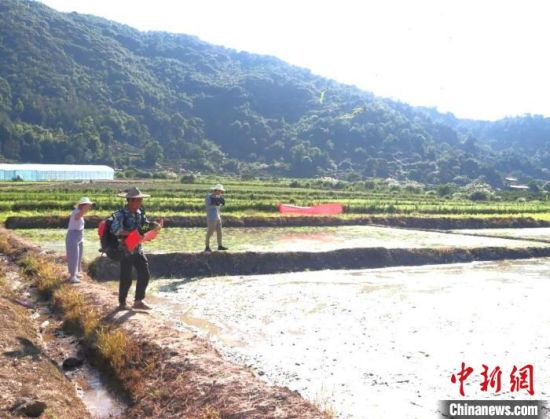 田边，农机手正在操作着抛秧机。(资料图)福安市融媒体中心供图