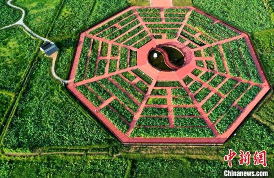 7月30，建宁县修竹村极具特色的八卦形莲田。眼下正是建莲收获的季节，莲田随处可见莲花争艳、莲农采莲的景象。(无人机照片)中新社记者 张斌 摄 