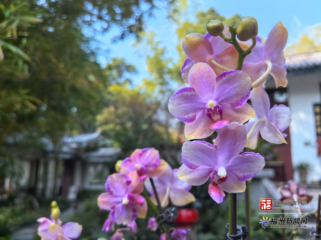 福州于山兰花展正月初一开展 将持续至元宵节 福州于山兰花展正月初一开展 将持续至元宵节
