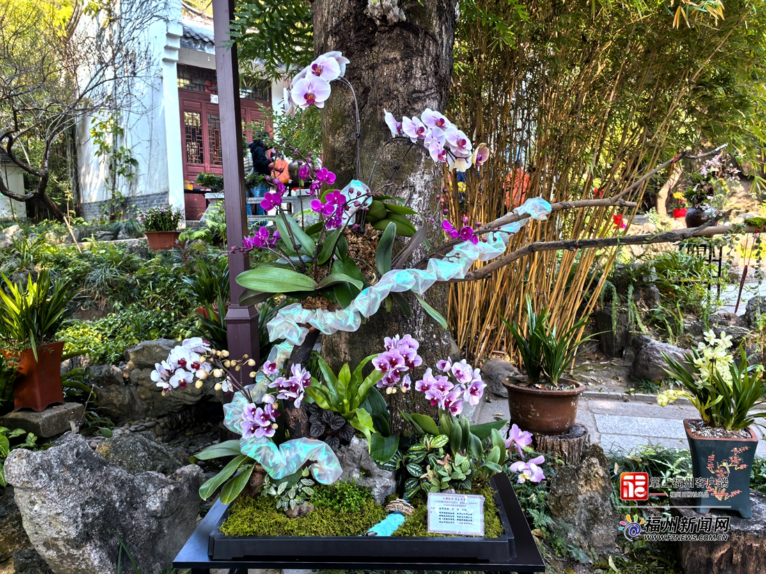福州于山兰花展正月初一开展 将持续至元宵节 福州于山兰花展正月初一开展 将持续至元宵节