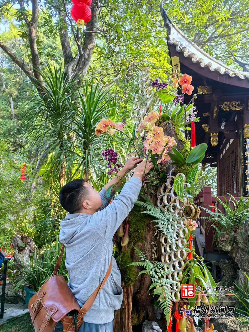 福州于山兰花展正月初一开展 将持续至元宵节 福州于山兰花展正月初一开展 将持续至元宵节