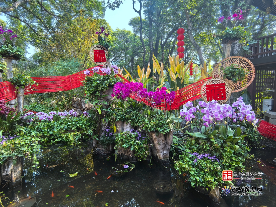 福州于山兰花展正月初一开展 将持续至元宵节 福州于山兰花展正月初一开展 将持续至元宵节