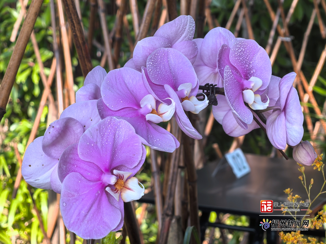 福州于山兰花展正月初一开展 将持续至元宵节 福州于山兰花展正月初一开展 将持续至元宵节