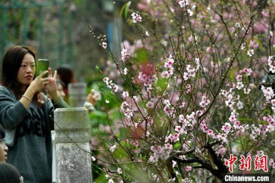 3月1日，市民和游客在景区里游玩赏花。中新社记者 张斌 摄