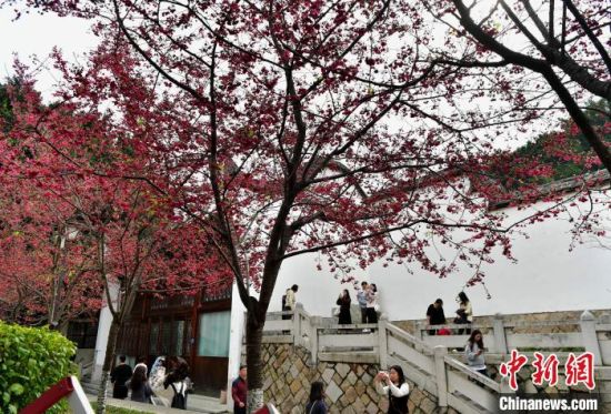 3月1日，市民和游客在景区里游玩赏花。中新社记者 张斌 摄