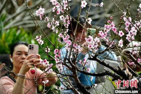 3月1日，市民和游客在景区里游玩赏花。中新社记者 张斌 摄