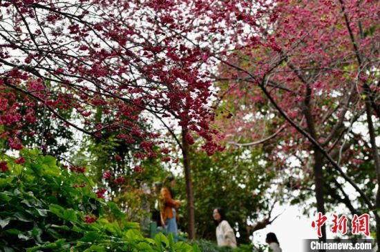 3月1日，市民和游客在景区里游玩赏花。中新社记者 张斌 摄