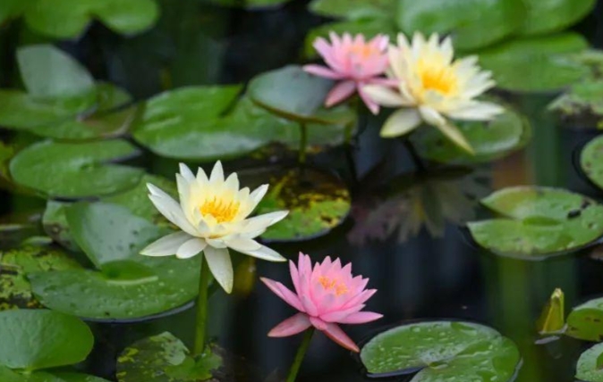 福州睡莲开了！见者好运“莲莲”！