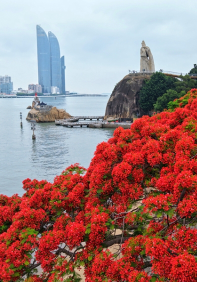 厦门：凤凰花开 满城绚烂